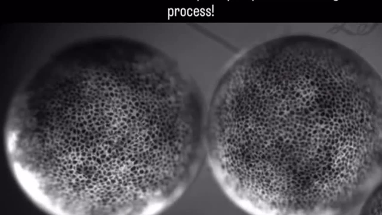 🤯✨ 52-Hour Embryonic Development Timelapse! | FeedMyCuriosity