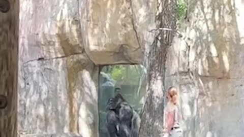 Zookeepers try to escape enclosure with male gorilla