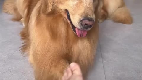 Funny dog