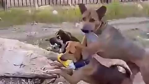 Trending: Funny Animals Videos. Cute Pet. Funny Cats. Funny Dogs.
