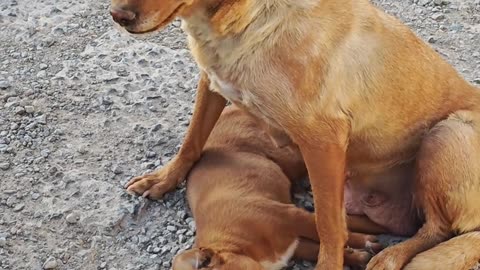 It turns out that dogs can really cry after all.