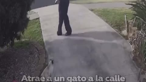 Llama a un gato a la calle de una vivienda para luego multar a su amo ‘por dejarlo vagar’