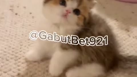 funny cat