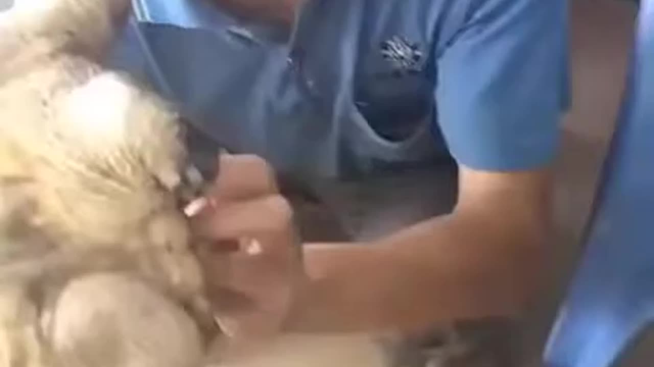 Can You Watch This Without Laughing? 🤣😂