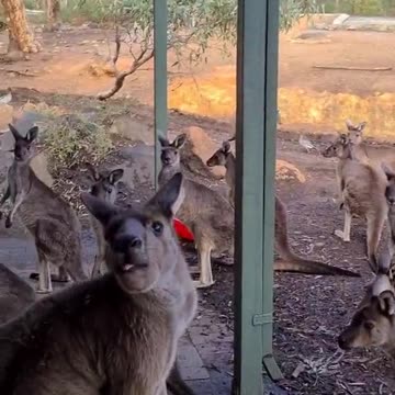 Kangaroo diaries only in Australia 🇦🇺