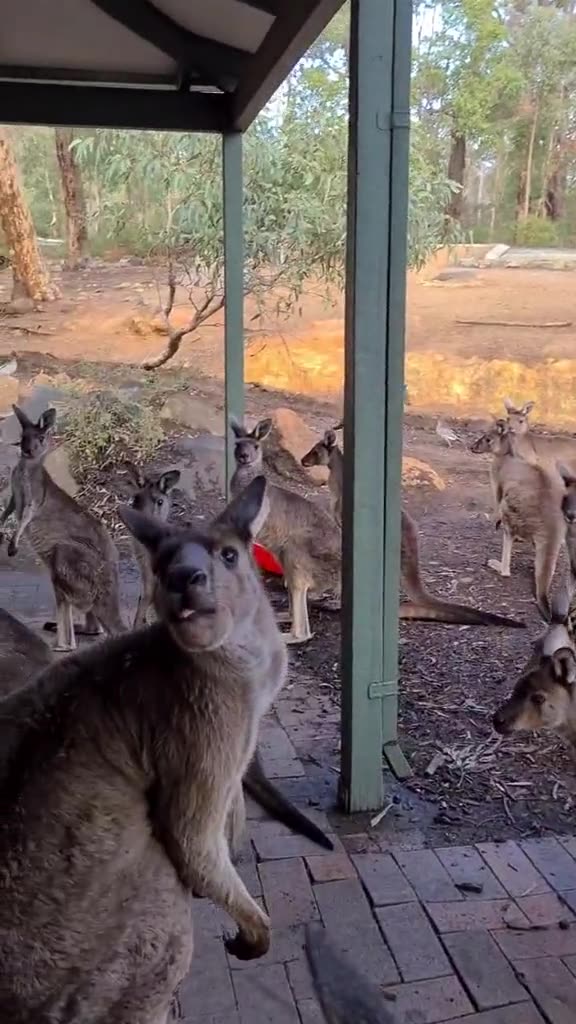 Kangaroo diaries only in Australia 🇦🇺