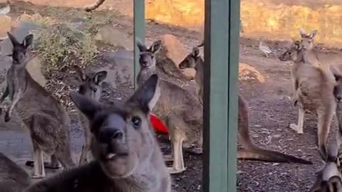 Kangaroo diaries only in Australia 🇦🇺
