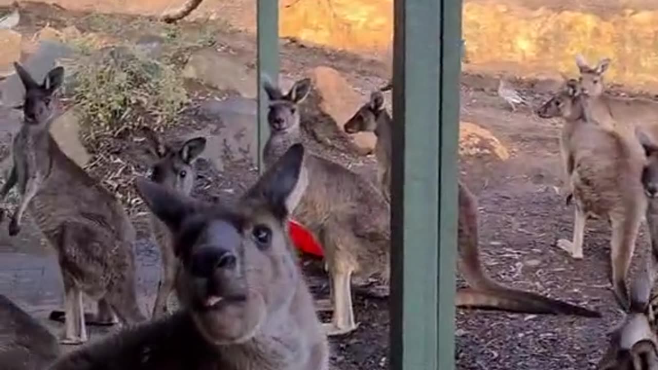 Kangaroo diaries only in Australia 🇦🇺