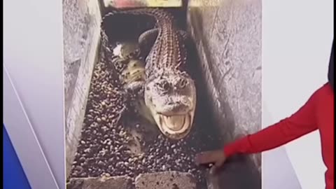 Detroit Woman Finds Alligator in Her House