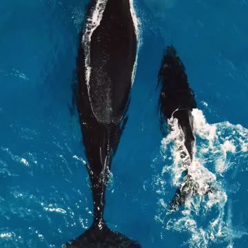 A Gentle Giant’s Love 🌊🐋💙 | Sounds of Nature