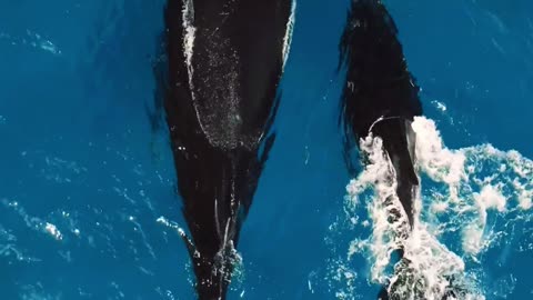 A Gentle Giant’s Love 🌊🐋💙 | Sounds of Nature