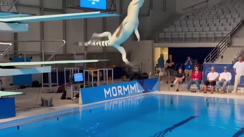 Created an Olympic Broadcast Where Animals Compete Like Elite Athletes.