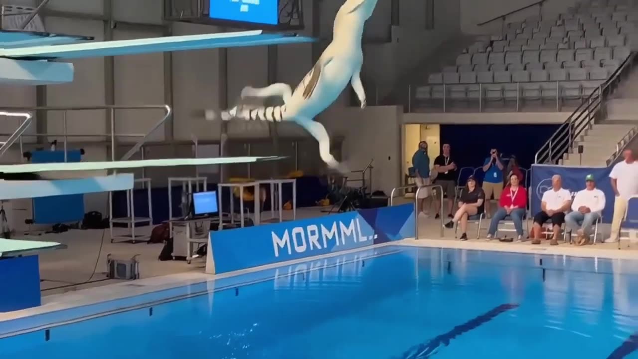 Created an Olympic Broadcast Where Animals Compete Like Elite Athletes.