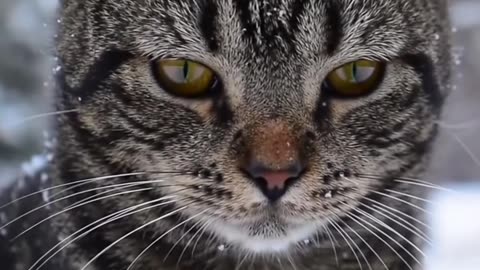 Tabby cat in the snow