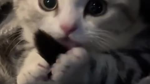 Funny cat video