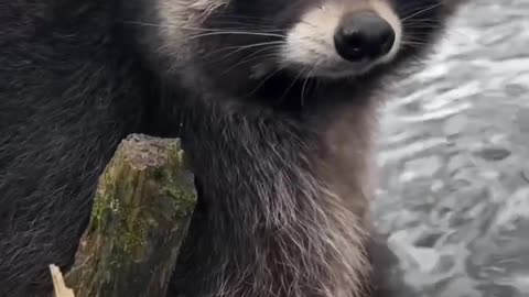 Animals, it like sad