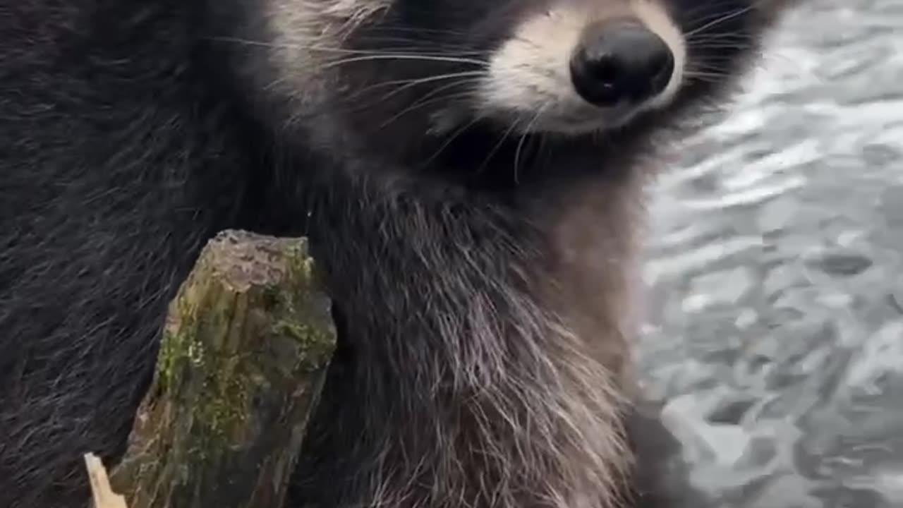 Animals, it like sad