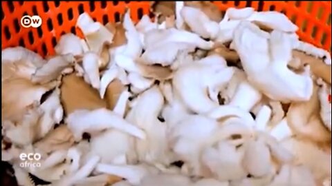 Growing oister mushrooms from seeds