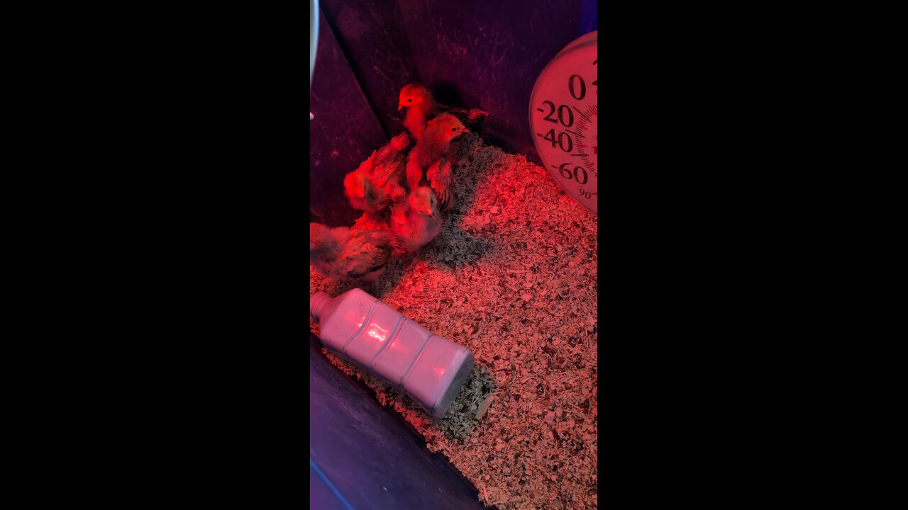 Baby chicks week 3