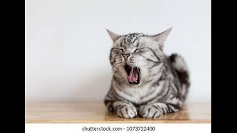 HOW DIFFERENT ANIMALS YAWN #shorts