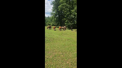 Cows and calves 2025.