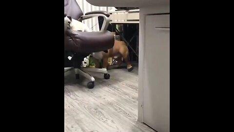 Dancing doggy