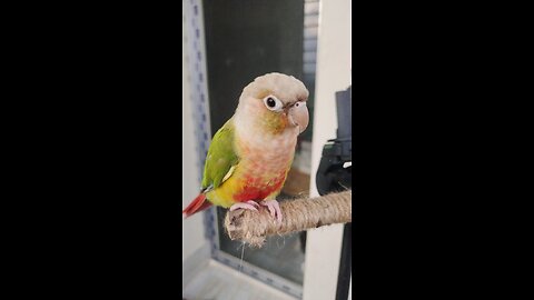 Cute Pineapple Conure Bird