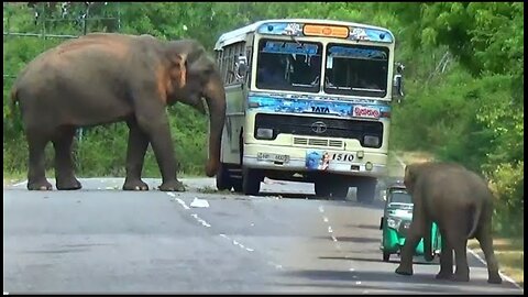 Roadside Rampage: Surviving Wild Elephant Attacks