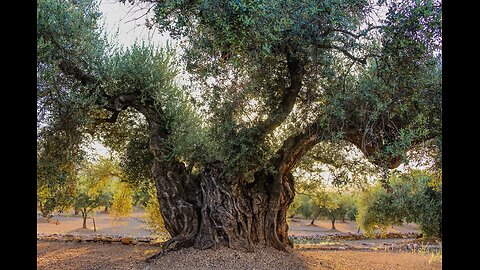 How To: Grow Olive Trees in the United States | Can You?!