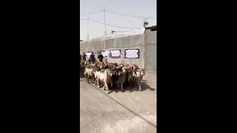 😆😁گوسفندارو آوروه برای تسلیت