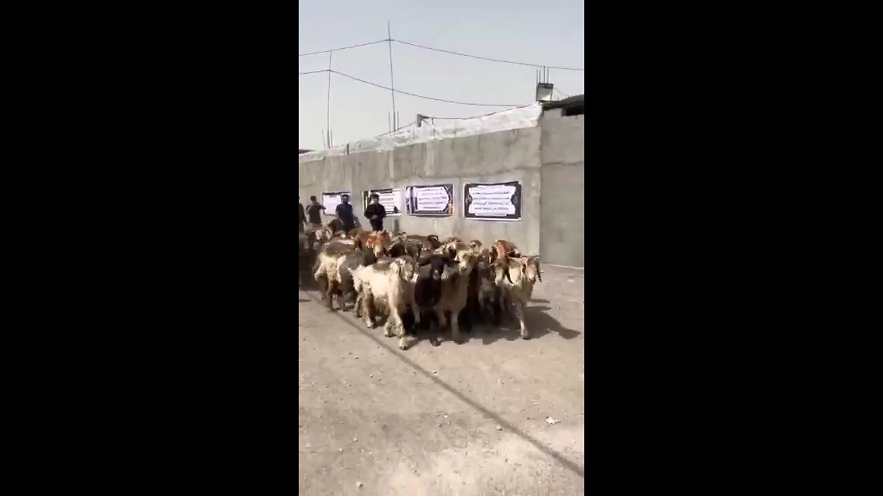 😆😁گوسفندارو آوروه برای تسلیت