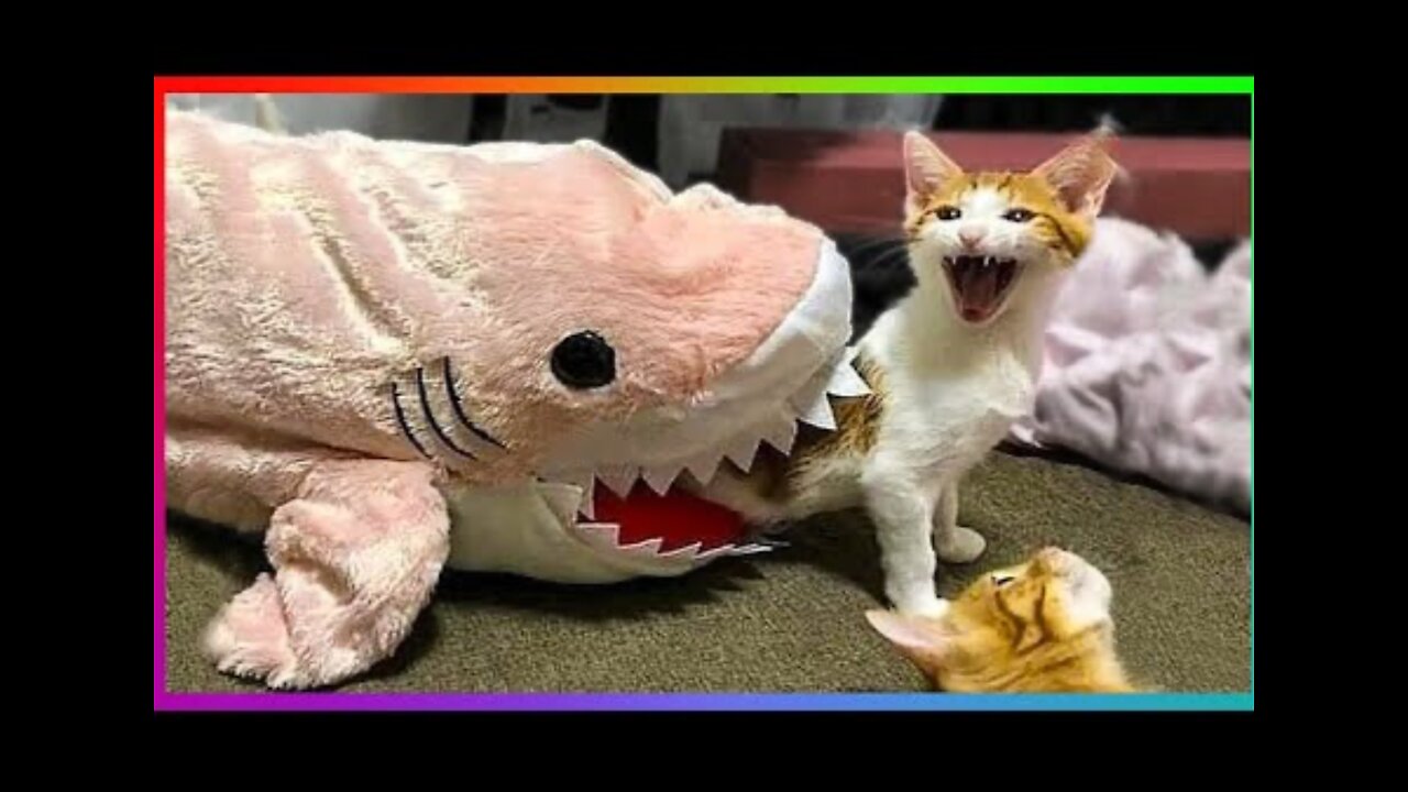 CUTE KITTENS DOING FUNNY THINGS | 😻