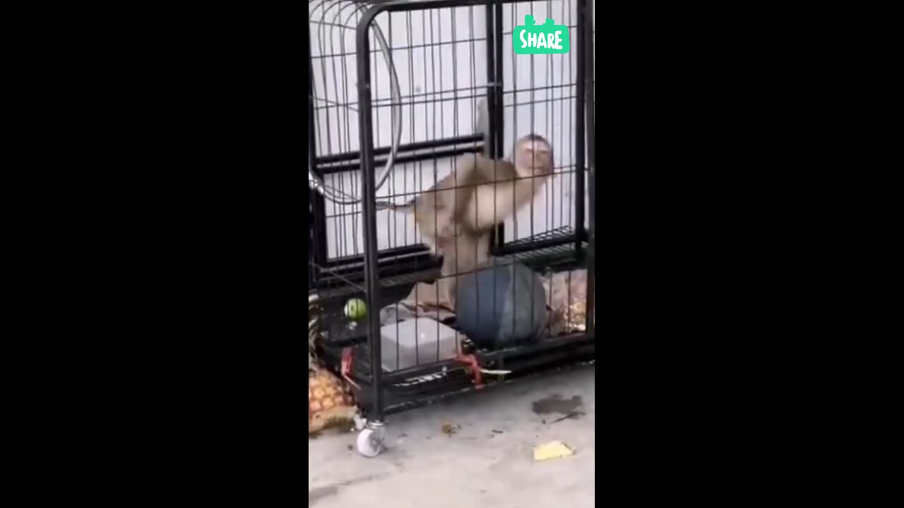 Dancing Monkey 🐒🐵🐒