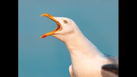 Rude Seagulls Mock Mans Hand-Stand efforts.-2025.