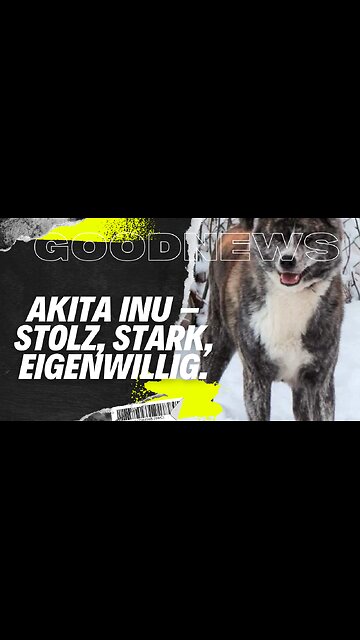 Der Akita Inu – Stolz, stark, eigenwillig. #JapanischerHund #LoyalerHund #SturerHund