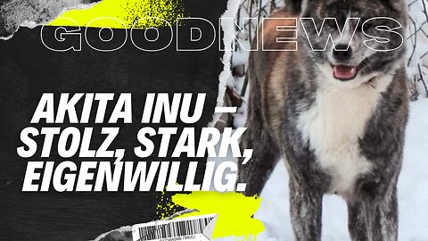 Der Akita Inu – Stolz, stark, eigenwillig. #JapanischerHund #LoyalerHund #SturerHund