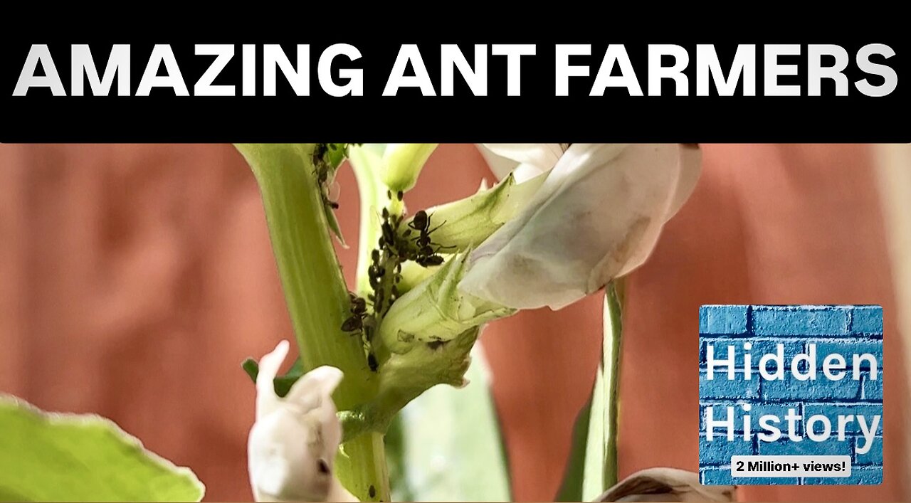 The amazing world of ant aphid farming and ‘magic’ beans