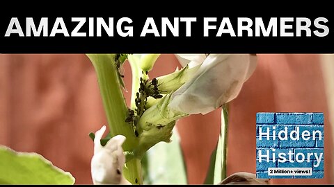 The amazing world of ant aphid farming and ‘magic’ beans