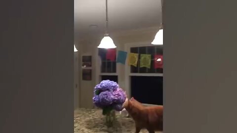 3 minutes of Funniest Cat Videos In The World | Try Not To Laugh Funny Animal Videos