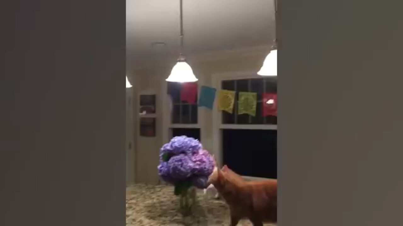 3 minutes of Funniest Cat Videos In The World | Try Not To Laugh Funny Animal Videos