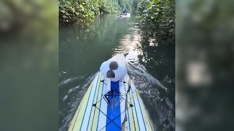 Funny Animals Compilation 2025 🐾😂 Try Not to Laugh!
