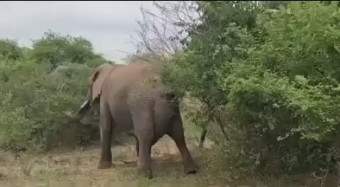 Nature is a gift to humans