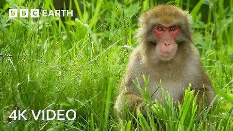 Shiba Inu Dog vs Thieving Monkeys in Japan | 4K UHD | Wild Japan | BBC Earth 