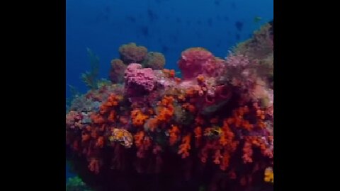 january 11th 2026 -- Coral reef 1.