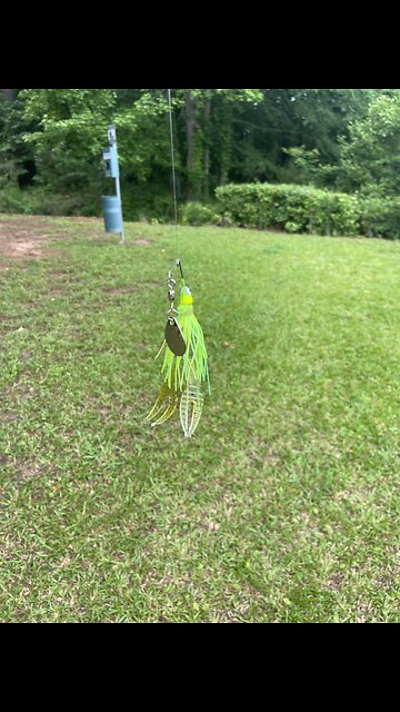 chartreuse spinner bait attracts a bluegill