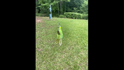 chartreuse spinner bait attracts a bluegill