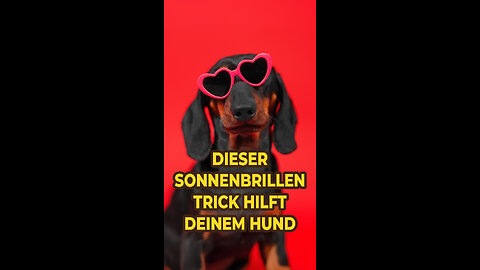 😎 Dieser Sonnenbrillen-Trick hilft deinem Hund! 🐶
