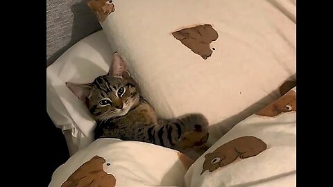 Funniest Animals Videos Part 91