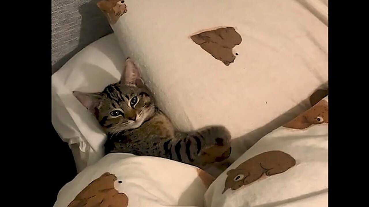 Funniest Animals Videos Part 91