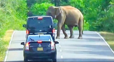 DONT PLAY WITH ME Wild Elephant Road Attacks